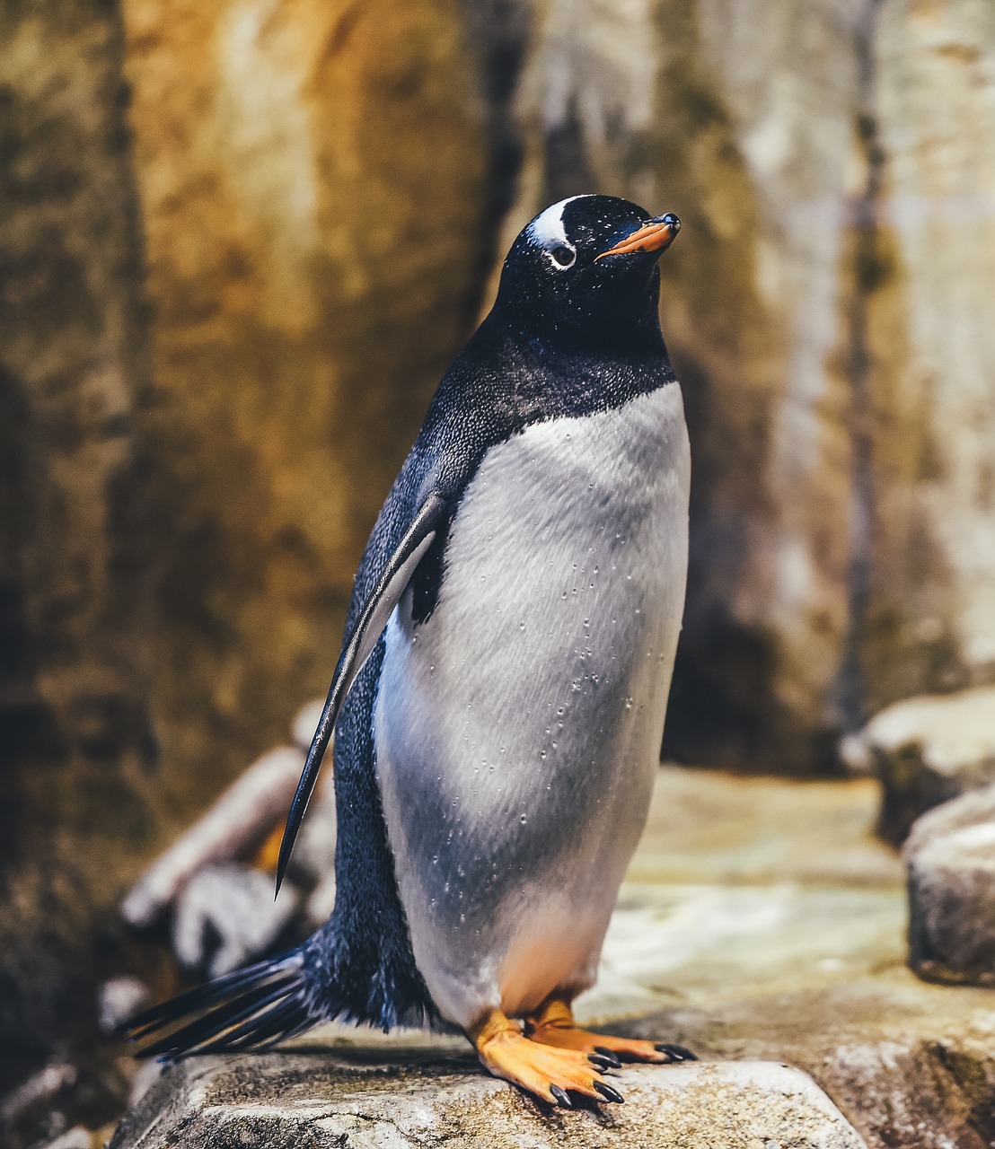 A beautiful penguin